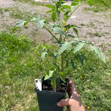 Seedlings - Tomatoes, Beefsteak *PRE-ORDER FOR LATE MAY