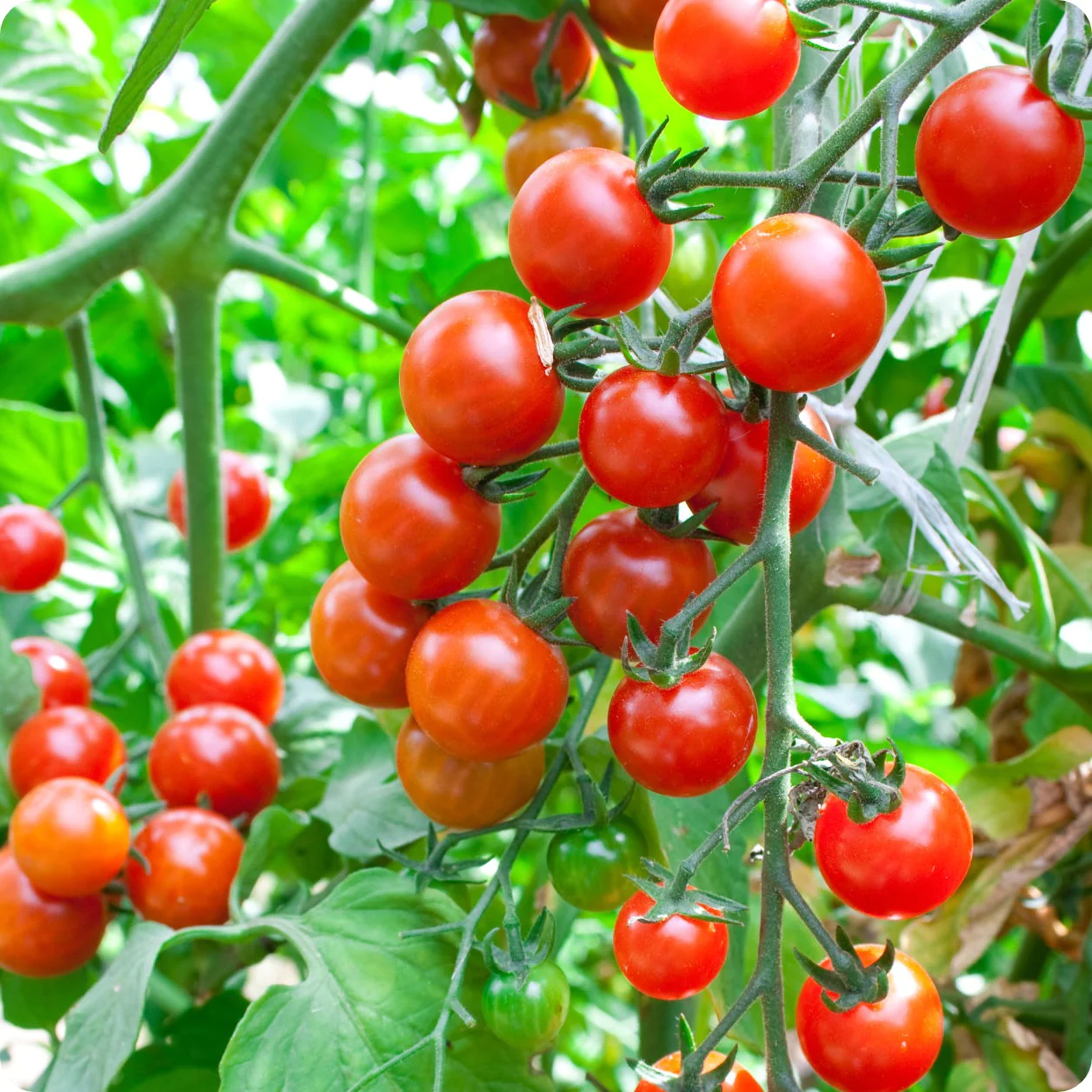 Seedlings - Cherry Tomatoes, Sweetie *PRE-ORDER FOR LATE MAY - Image 2