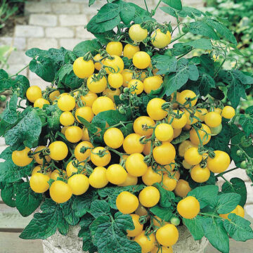 Seedlings - Cherry Tomato, Tumbling Tom *PRE-ORDER FOR LATE MAY