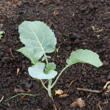 Seedlings - Broccoli *PRE-ORDER FOR LATE MAY