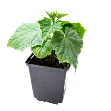 Seedlings - Cucumber, Pickling - 2 pack *PRE-ORDER FOR LATE MAY