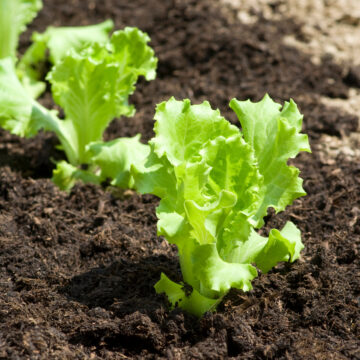 Seedlings - Lettuce, Romaine *PRE-ORDER FOR LATE MAY