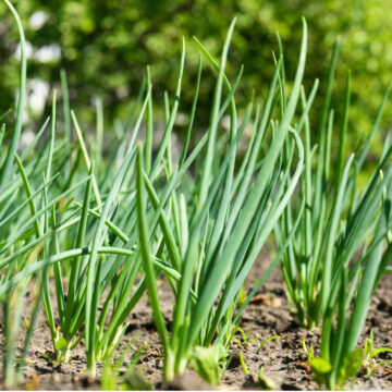 Seedlings - Green Onions *PRE-ORDER FOR LATE MAY