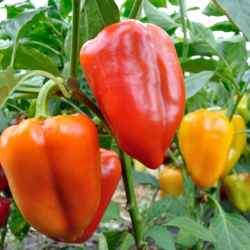 Seedlings - Peppers, Bell *PRE-ORDER FOR LATE MAY