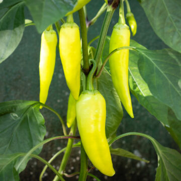 Seedlings - Peppers, Banana (Hot) *PRE-ORDER FOR LATE MAY