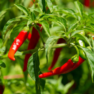 Seedlings - Peppers, Cayenne *PRE-ORDER FOR LATE MAY