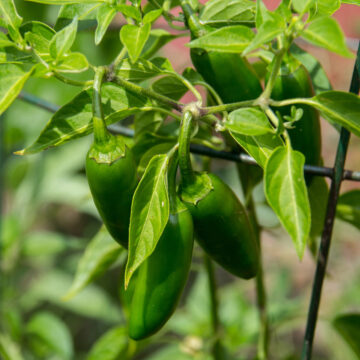 Seedlings - Peppers, Jalapeno *PRE-ORDER FOR LATE MAY