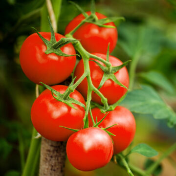 Seedlings - Tomatoes, Bobcat *PRE-ORDER FOR LATE MAY