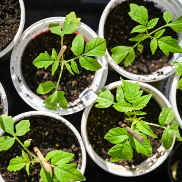 Seedlings - Tomatoes, Betterboy *PRE-ORDER FOR LATE MAY