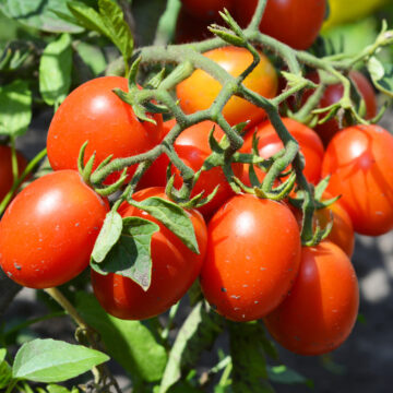 Seedlings - Tomatoes, Amish Paste *PRE-ORDER FOR LATE MAY