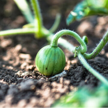 Seedlings - Watermelon *PRE-ORDER FOR LATE MAY