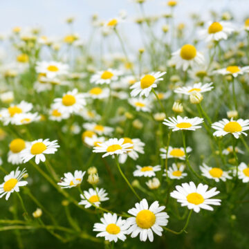 Seedlings - Chamomile *PRE-ORDER FOR LATE MAY