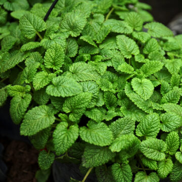 Seedlings - Lemon Balm *PRE-ORDER FOR LATE MAY