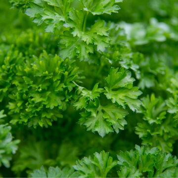 Seedlings - Parsley *PRE-ORDER FOR LATE MAY