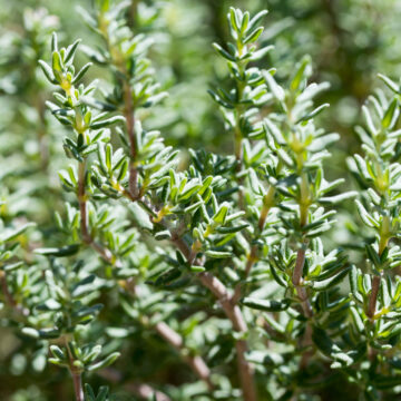 Seedlings - Thyme *PRE-ORDER FOR LATE MAY