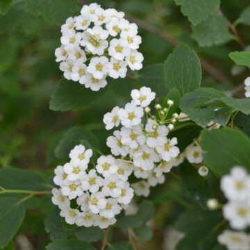 Seedlings - Alyssum (White) *PRE-ORDER FOR LATE MAY