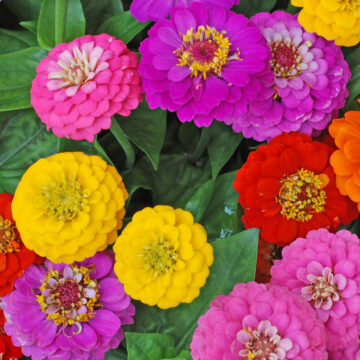 Seedlings - Zinnia *PRE-ORDER FOR LATE MAY