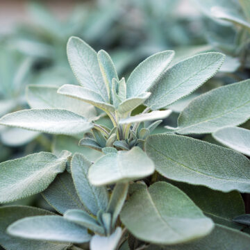 Seedlings - Sage *PRE-ORDER FOR LATE MAY