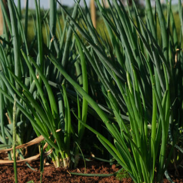 Seedlings - Garlic Chives